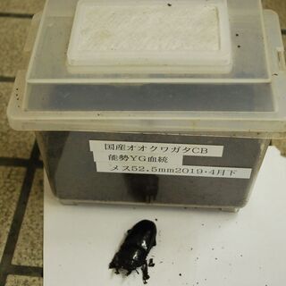 国産オオクワガタ能勢YG血統オス84ｍｍメス52.5ｍｍペア　ケース付き