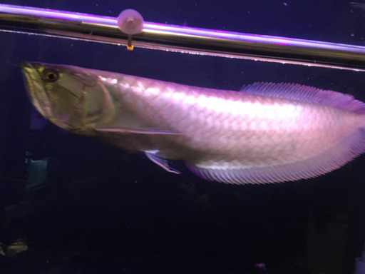 アルシル、シルバー、セット - その他 