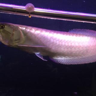 アルシル、シルバー、セット