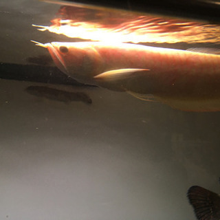 アルシル、シルバー、セット