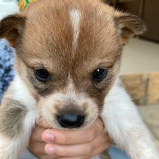 広島県のその他 犬 の里親募集 ジモティー 広島県のその他 犬 の里親募集 ジモティー