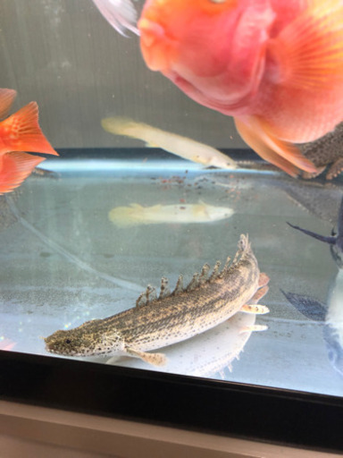 （取引中）ビキールspコリバ