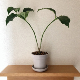 観葉植物　ホヤ・ムルチフローラ　40cm　3.5号鉢付き