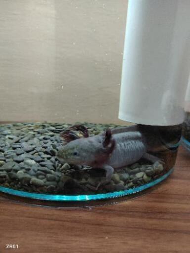 ウーパールーパーと水槽セット 谷町新之助 長岡天神の家具の中古あげます 譲ります ジモティーで不用品の処分