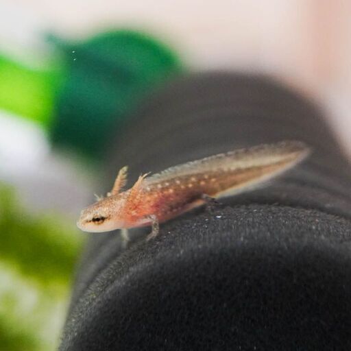 アカハライモリ幼生 3cm前後 5 10匹 Koimo 花小金井のその他の中古あげます 譲ります ジモティーで不用品の処分