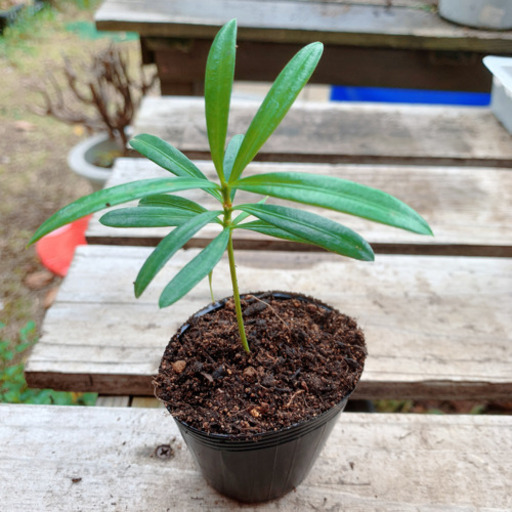 ラカンマキ 観葉植物 植物苗 みんみん 三ツ境の生活雑貨の中古あげます 譲ります ジモティーで不用品の処分 ラカンマキ 観葉植物 植物苗 みんみん 三ツ境の生活雑貨の中古あげます 譲ります ジモティーで不用品の処分