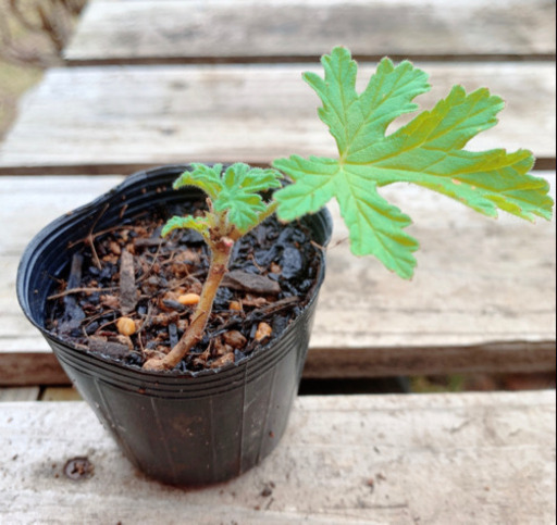 ローズゼラニウム 植物苗 ミント ゼラニウム みんみん 三ツ境の生活雑貨の中古あげます 譲ります ジモティーで不用品の処分