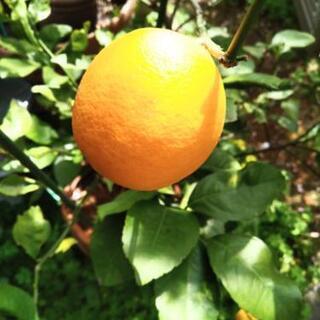 [済]庭で収穫したレモンと甘夏