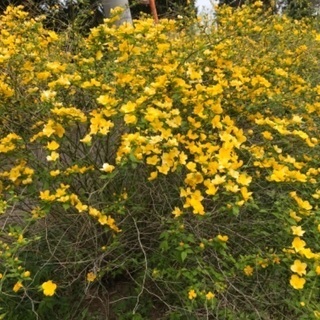 綺麗な黄色花　山吹　格安