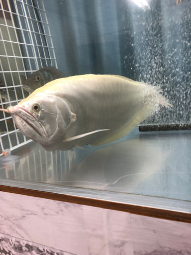 （取引中）アルビノシルバー セミショート