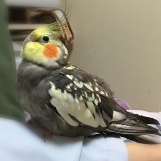 オカメインコ  探してます