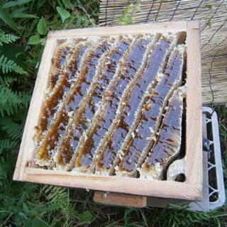 希少・美味】日本ミツバチの自家製生はちみつ 200g×4本（800g）