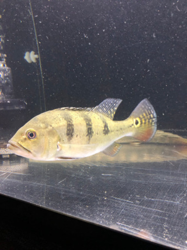 キクラ ケルベリー
