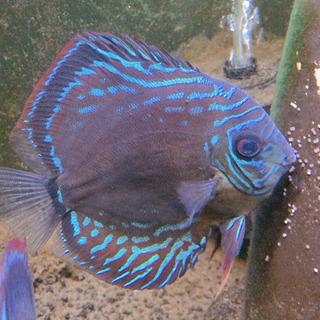 ディスカス☆原種ワイルドクロス☆ペア【産卵中！】