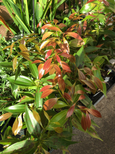 残り5本です 肉桂 本ニッケイ 沖縄ではカラキ ぬうはパイン てだこ浦西のその他の中古あげます 譲ります ジモティーで不用品の処分