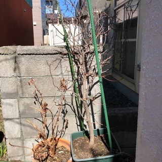 北海道の中古紫陽花が無料 格安で買える ジモティー 北海道の中古紫陽花が無料 格安で買える ジモティー