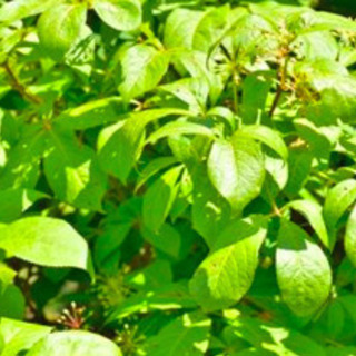 エゾウコギ(シベリア朝鮮人参、Siberian Ginseng）...