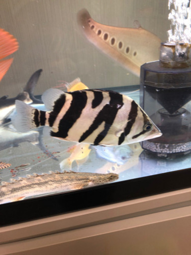 ダトニオプラスワン 逆Vバンド