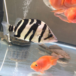 ダトニオプラスワン 逆Vバンド