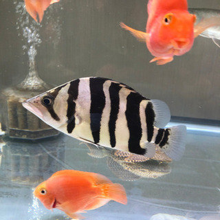 ダトニオプラスワン 逆Vバンド