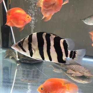 ダトニオプラスワン 逆Vバンド