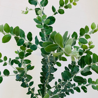 パールアカシア♦︎ミモザ♦︎苗木