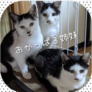 おかっぱ３姉妹 − 静岡県