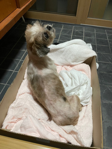 4月1日高崎市内でシーズーを保護しました やまだ 群馬八幡のシーズーの里親募集 ジモティー 4月1日高崎市内でシーズーを保護しました やまだ 群馬八幡のシーズーの里親募集 ジモティー