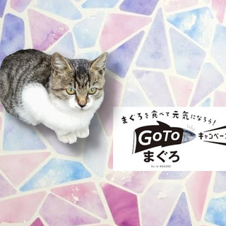 にゃーちゃん ちゃこ 三木の猫の里親募集 ジモティー