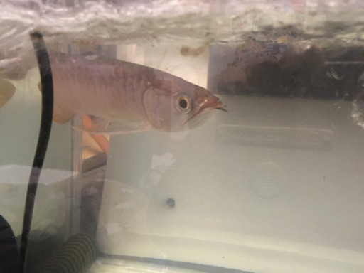 アロワナ