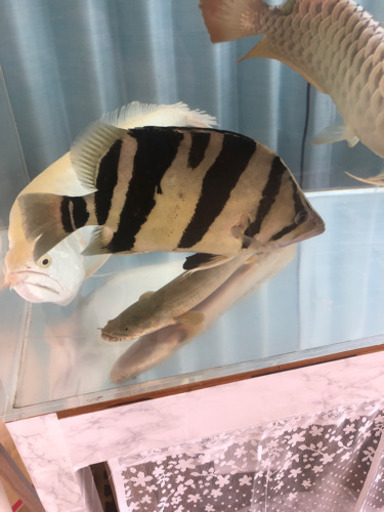 （取引中）ダトニオプラスワン（約30㎝）
