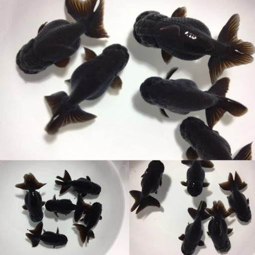 完売 黒 協会系らんちゅう 稚魚 らんちゅう愛 備前一宮のその他の中古あげます 譲ります ジモティーで不用品の処分