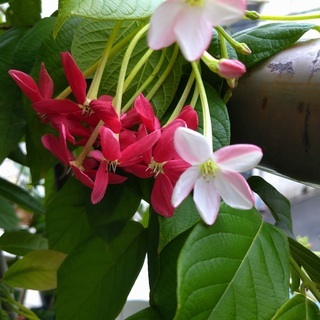 ラングーンクリーパー　使君子 ラングーンクリーパー 使君子