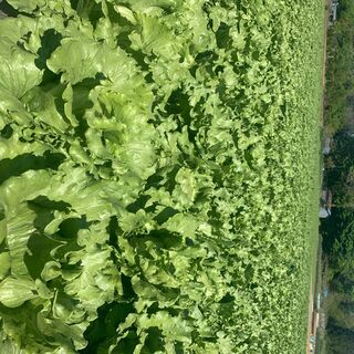 高原野菜のアルバイト