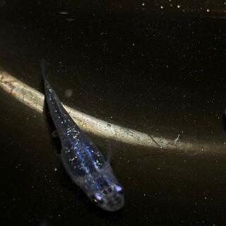 静岡県の中古ミジンコが無料 格安で買える ジモティー