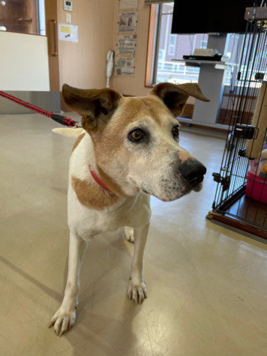 雑種 大型犬 みー 武雄のその他の里親募集 ジモティー