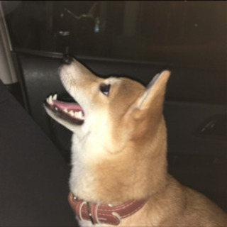 沖縄県の迷い犬 助け合い ジモティー 沖縄県の迷い犬 助け合い ジモティー