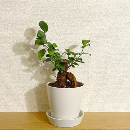 観葉植物　ガジュマル④　28cm　ナチュラルキッチンのおしゃれな陶器の鉢と受け皿付き