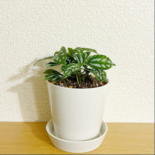 観葉植物　ピレア・カディエレイ　16cm　ナチュラルキッチンのおしゃれな陶器の鉢と受け皿付き