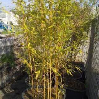 竹(ポット植え)