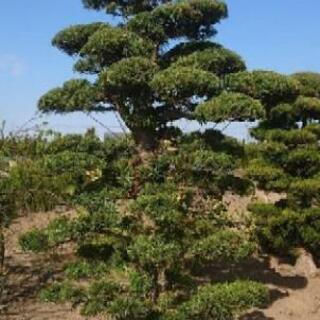 慎の木2本　譲ります　庭木 槙の木譲ります