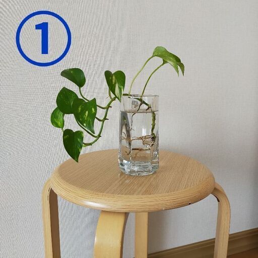 4 28迄 ポトス水栽培観葉植物 豊平区に引っ越し 札幌のその他の中古あげます 譲ります ジモティーで不用品の処分