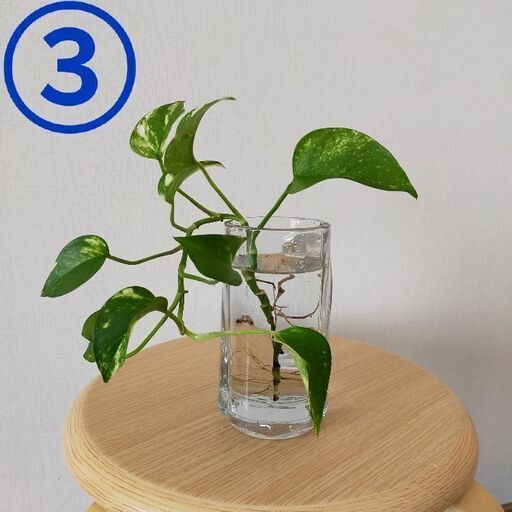 4 28迄 ポトス水栽培観葉植物 豊平区に引っ越し 札幌のその他の中古あげます 譲ります ジモティーで不用品の処分 4 28迄 ポトス水栽培観葉植物 豊平区に引っ越し 札幌のその他の中古あげます 譲ります ジモティーで不用品の処分