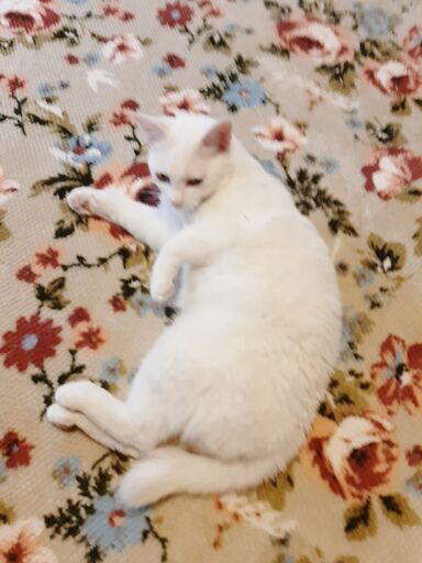 急遽募集】上品で大人しい白猫♀ハク【謝礼あり】 (まお) 常総の猫の 