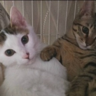 4月18日(日)🌸保護猫の譲渡会🌸開催‼️🌸すみれペットクリニック動物病院🐈の画像