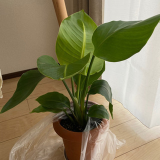 【ネット決済】観葉植物 オーガスト ストレチア 60cm
