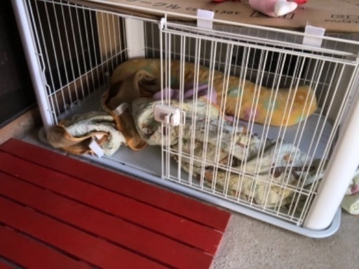 ゲージ 犬用 中型犬 美品