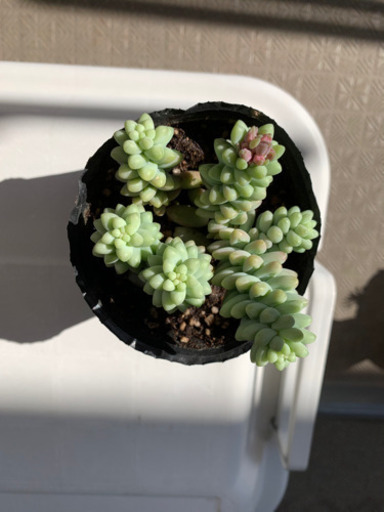 お取引中 多肉植物ビアホップ とろろ 大師前のその他の中古あげます 譲ります ジモティーで不用品の処分 お取引中 多肉植物ビアホップ とろろ 大師前のその他の中古あげます 譲ります ジモティーで不用品の処分