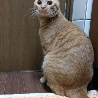 生後9ヶ月位　人も猫も大好きな茶トラくん【4/25(日曜日)　🌟...