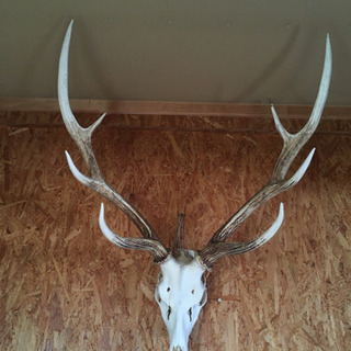 中古エゾシカが無料 格安で買える ジモティー